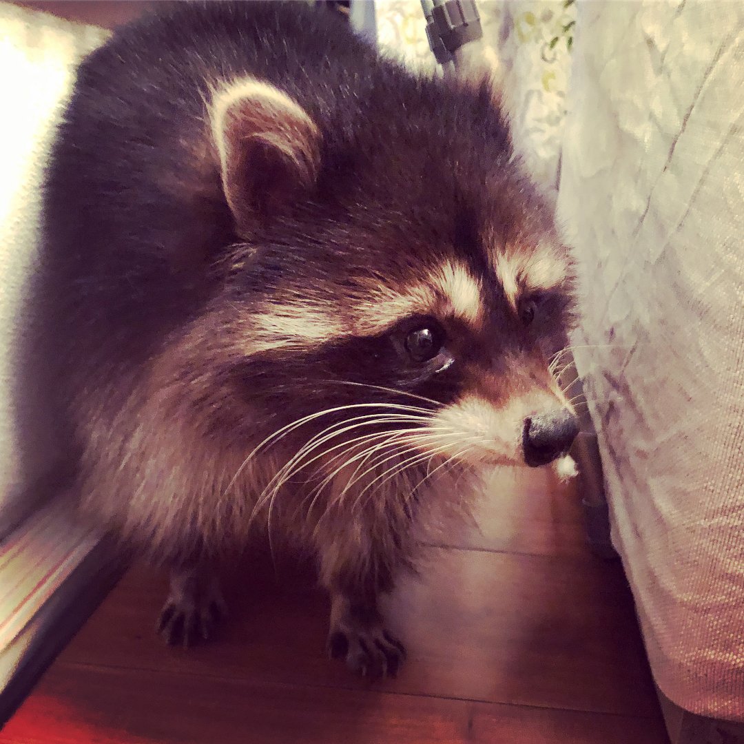 Енот полоскун маленький