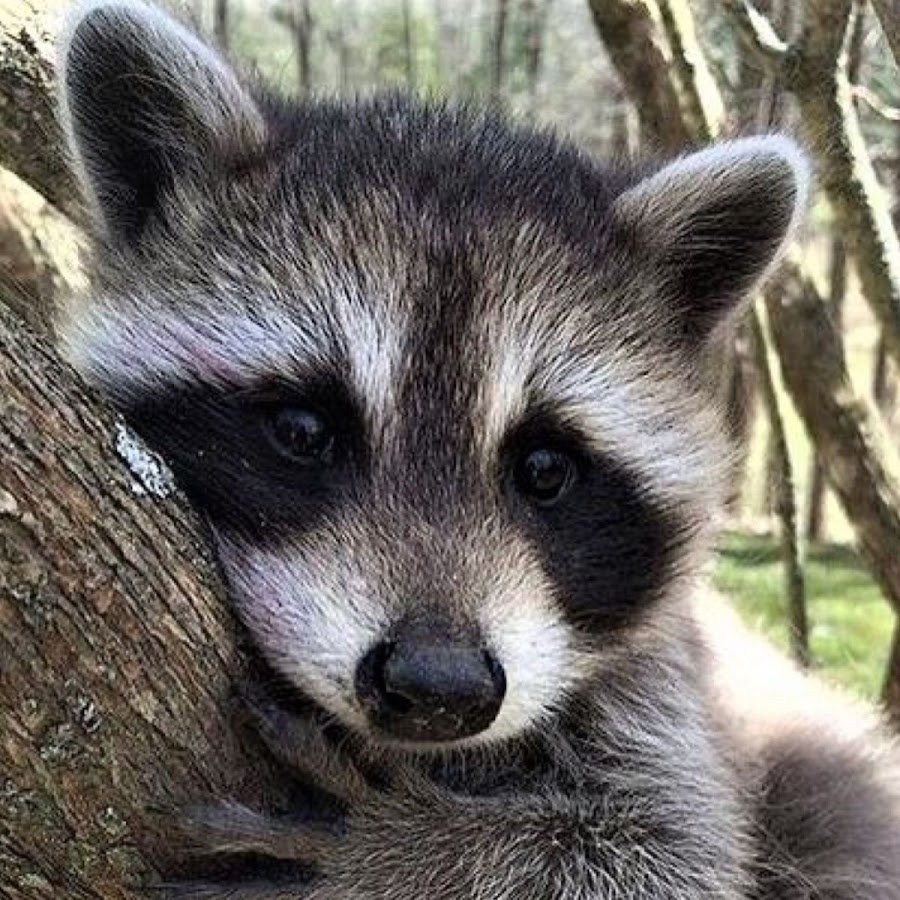 Енот Эстетика