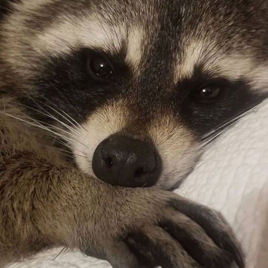 Домашний енот белый