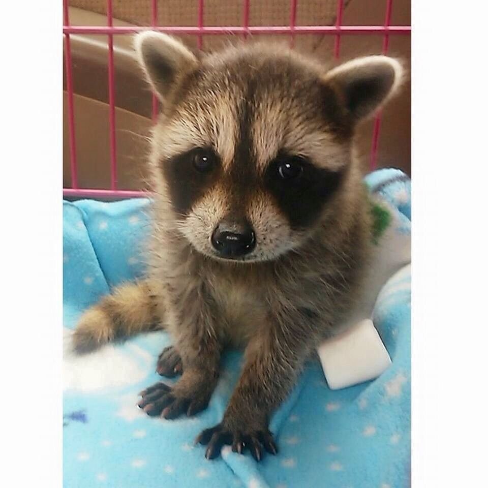 На аве сотка в кармане