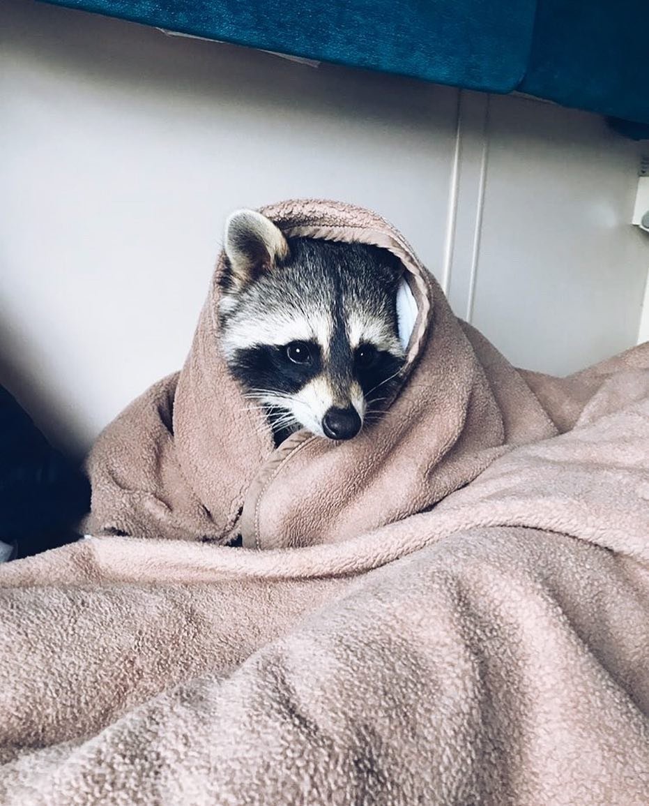 Сонный енот