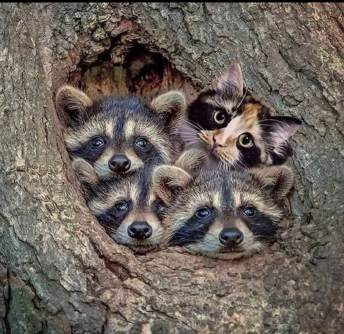 Енот полоскун кушает