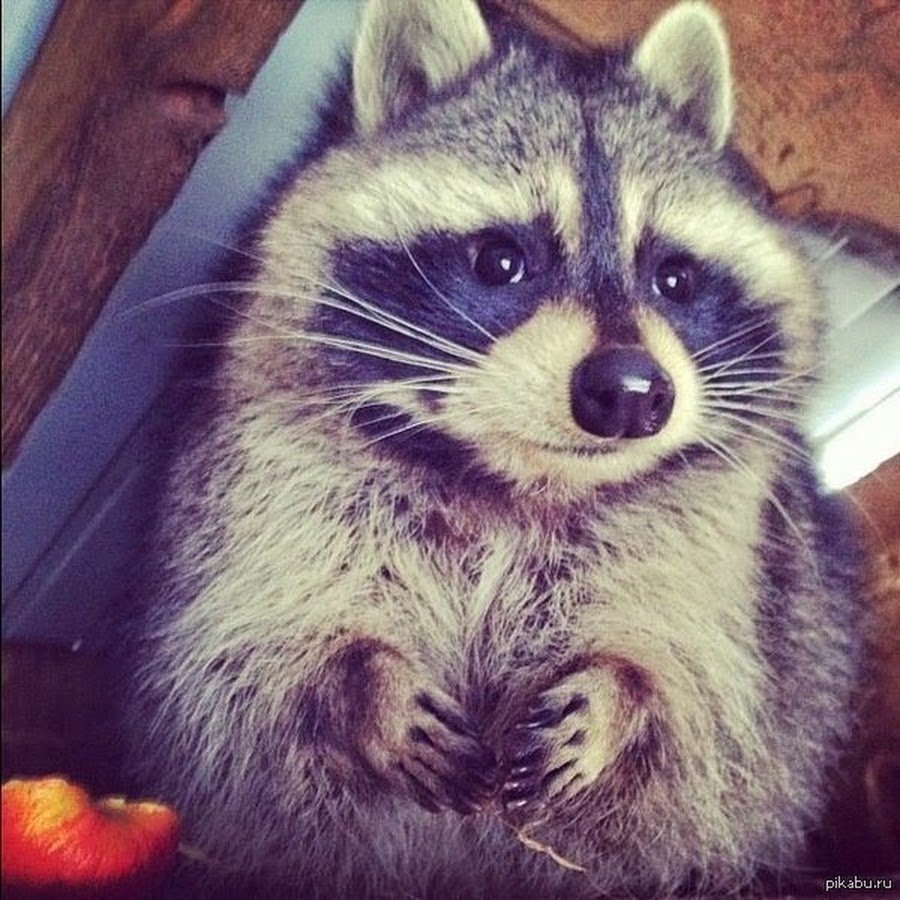 Сонный енот