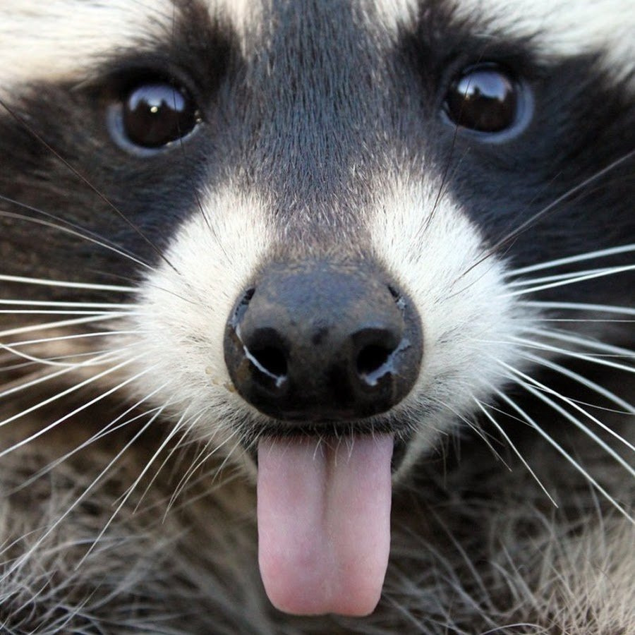 Зубы енота полоскуна