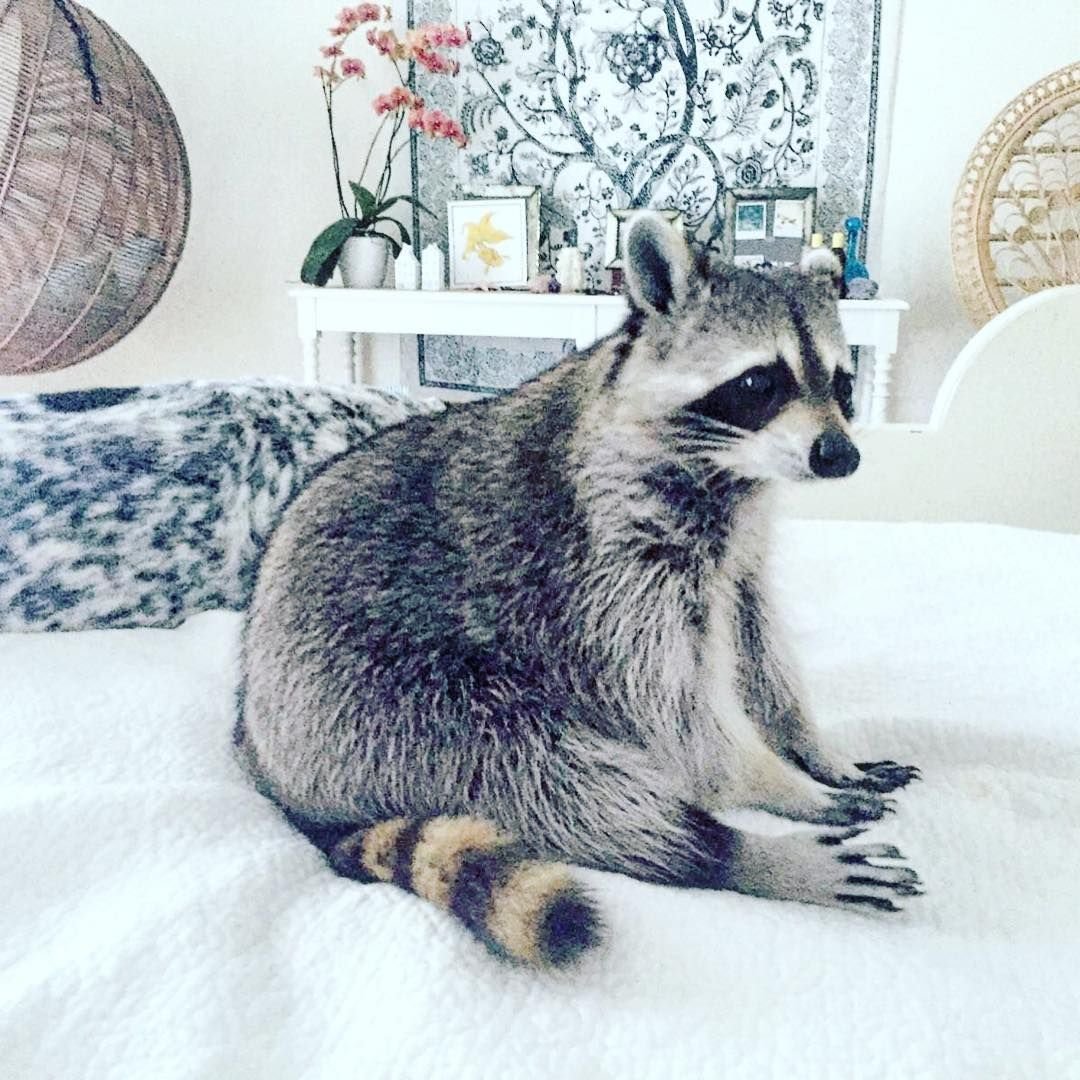 Енот в чулках