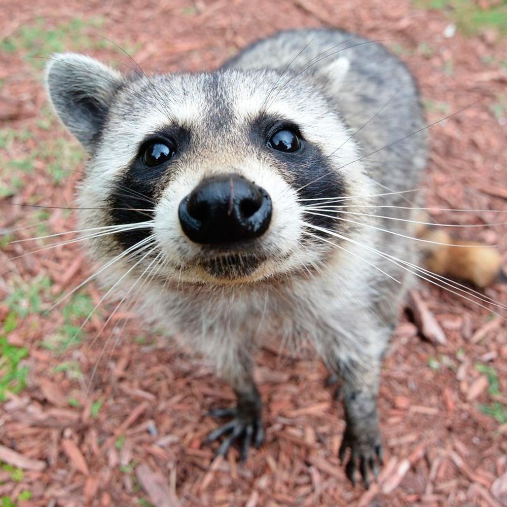 Енот полоскун хвост