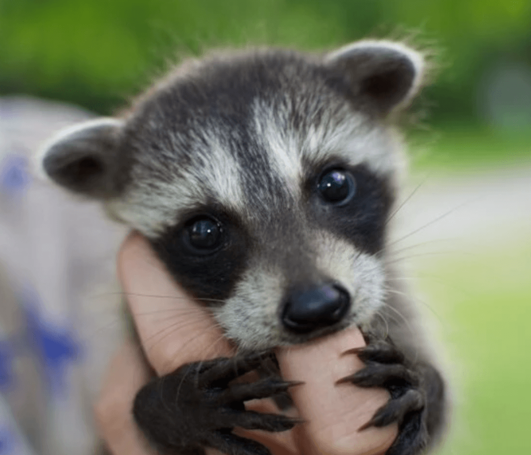 Маленькие и милые енотики