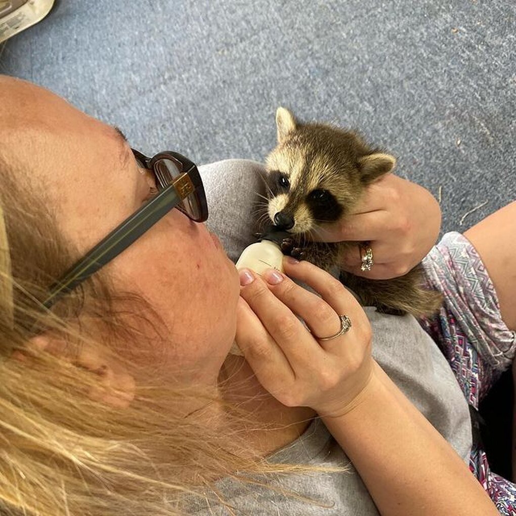 Yellow Baby 2 енот