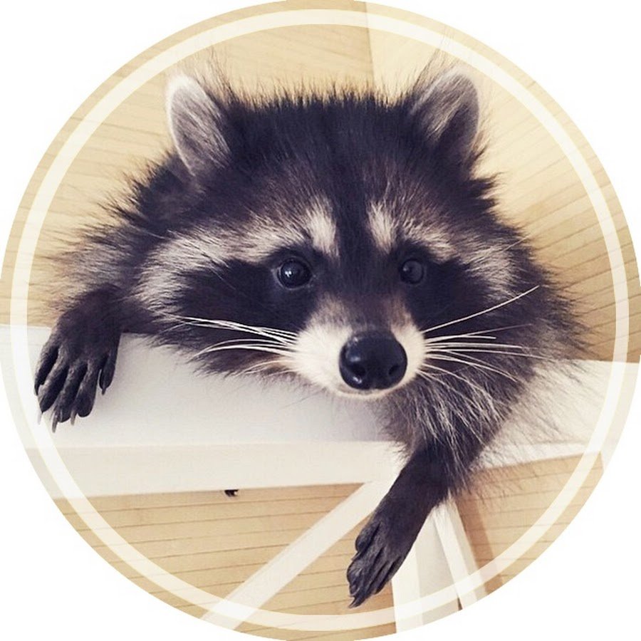 Много много енотов