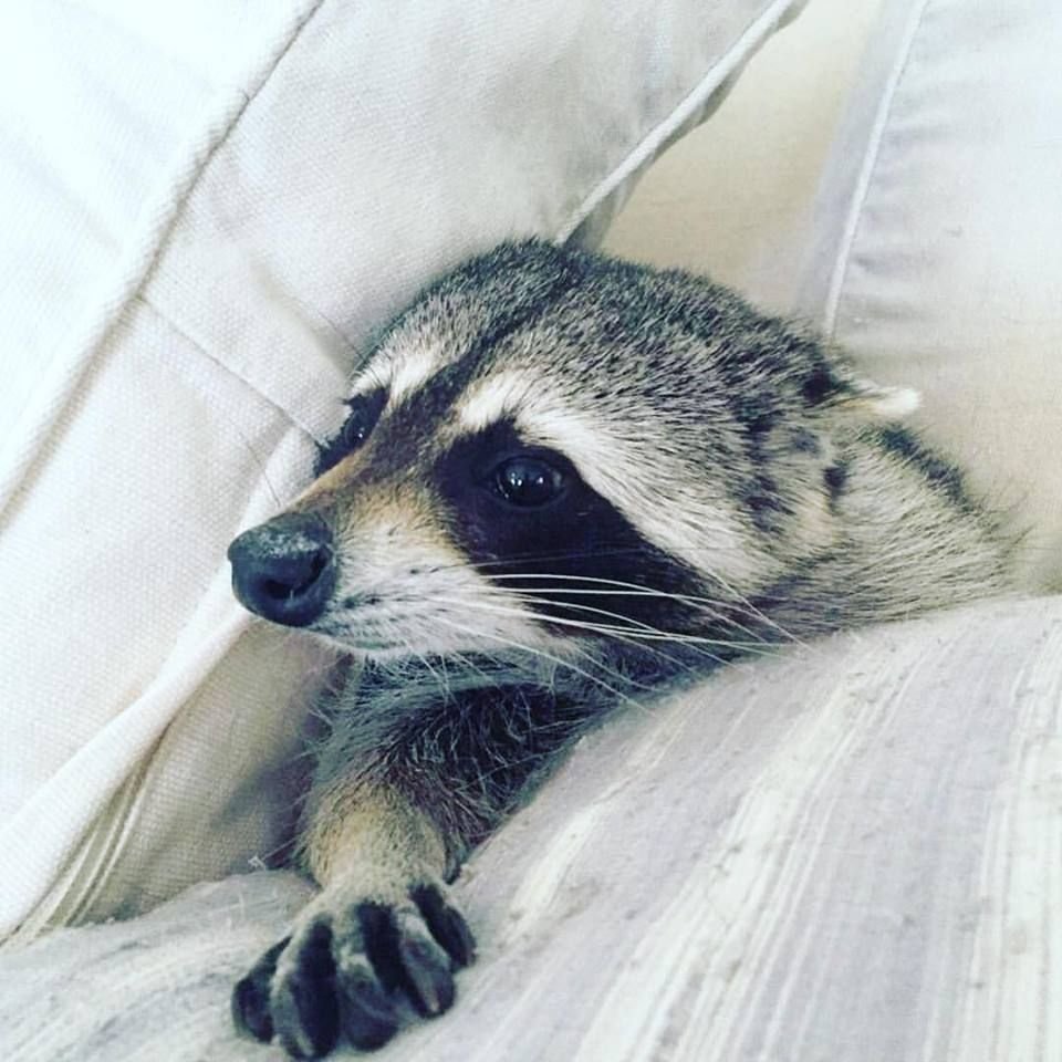 Тигровый енот