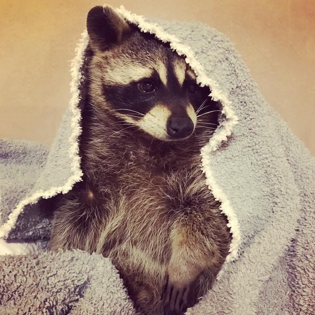 Енот полоскун коричневый