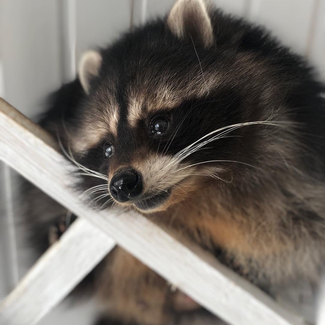 Животные на черном фоне