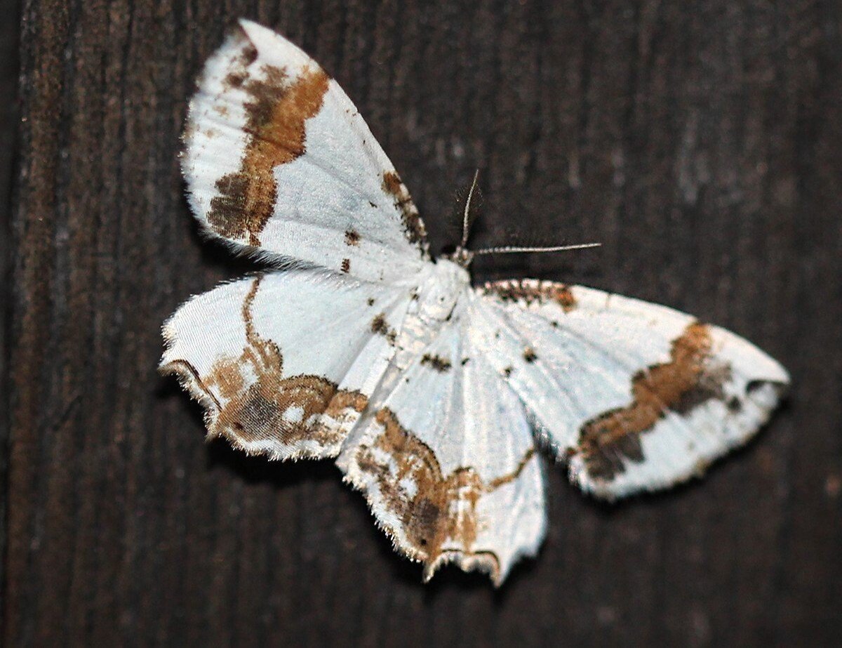 РАЗНОУСЫЕ бабочки