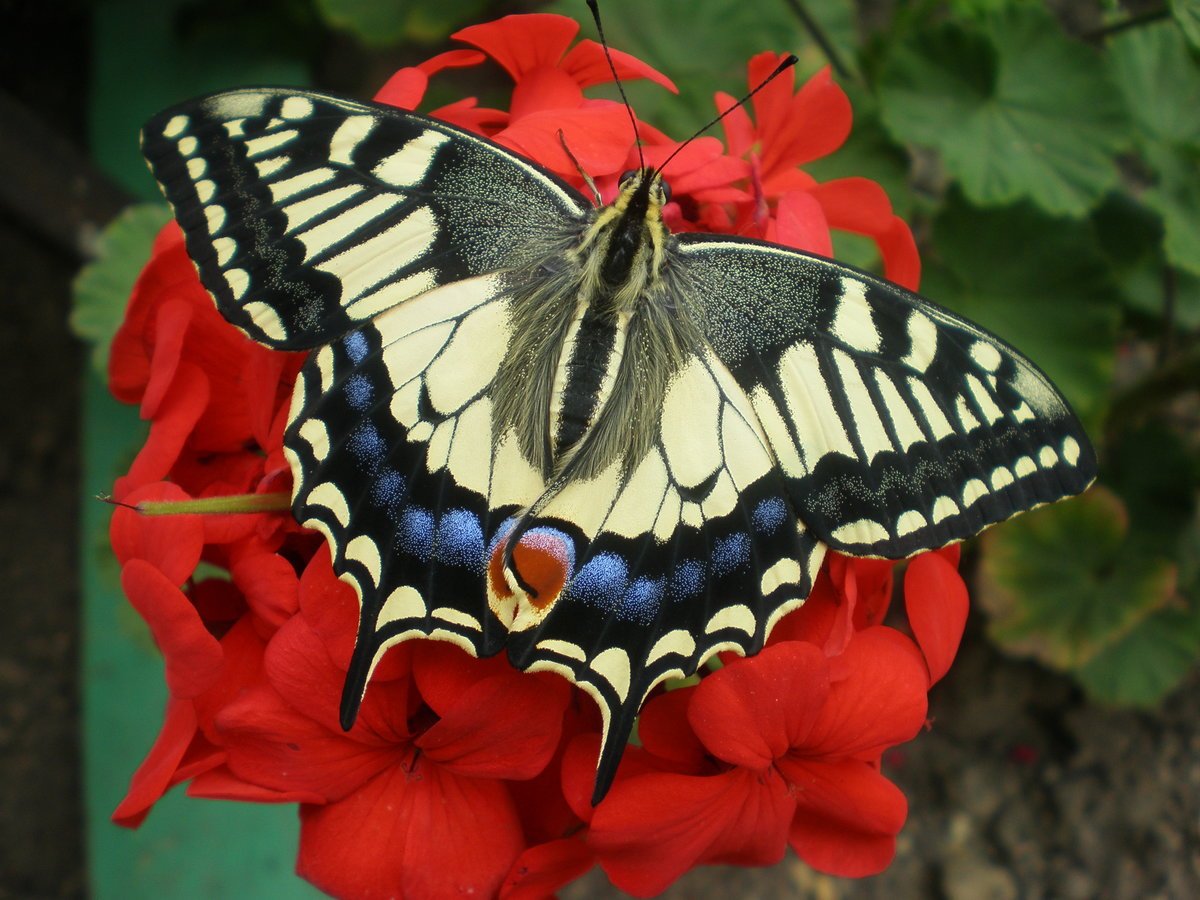 Отряд чешуекрылые (Lepidoptera)