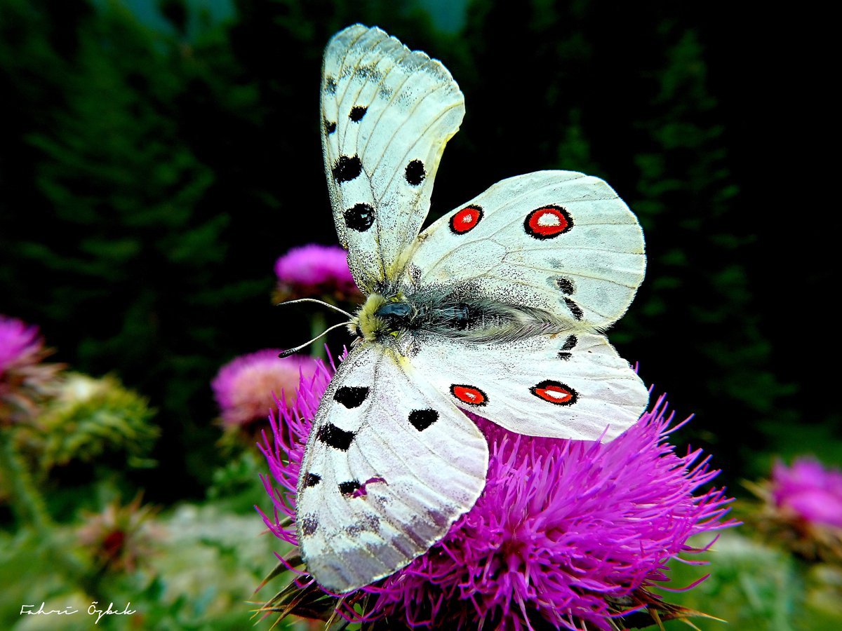 Махаон бабочка Махаон