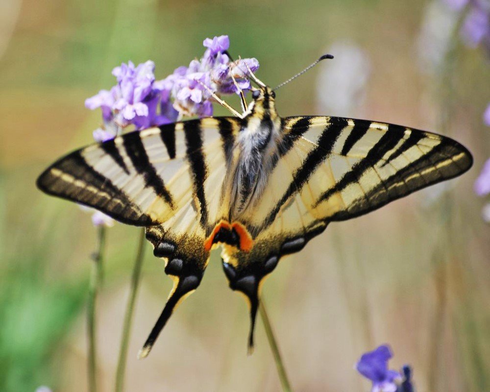 Papilio Machaon