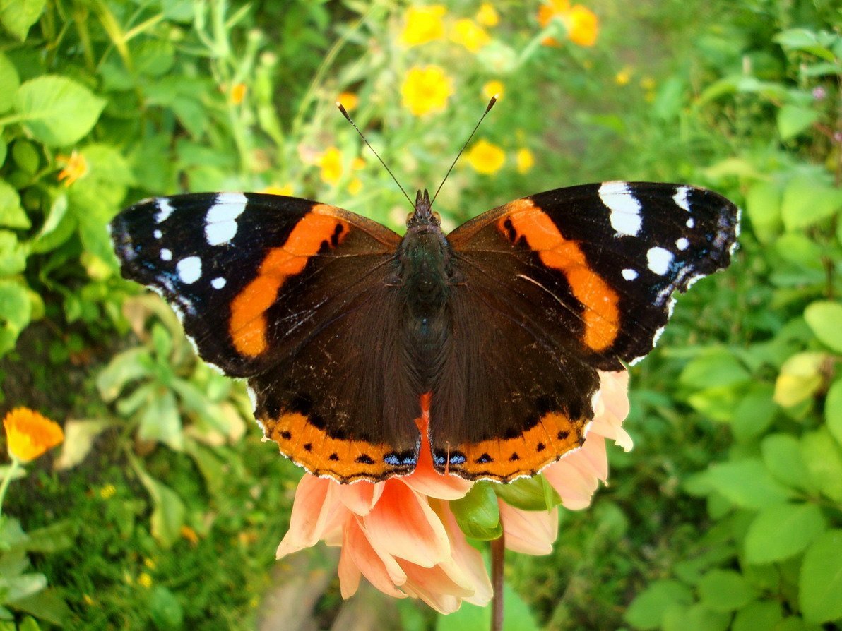 Бабочка Адмирал Vanessa Atalanta