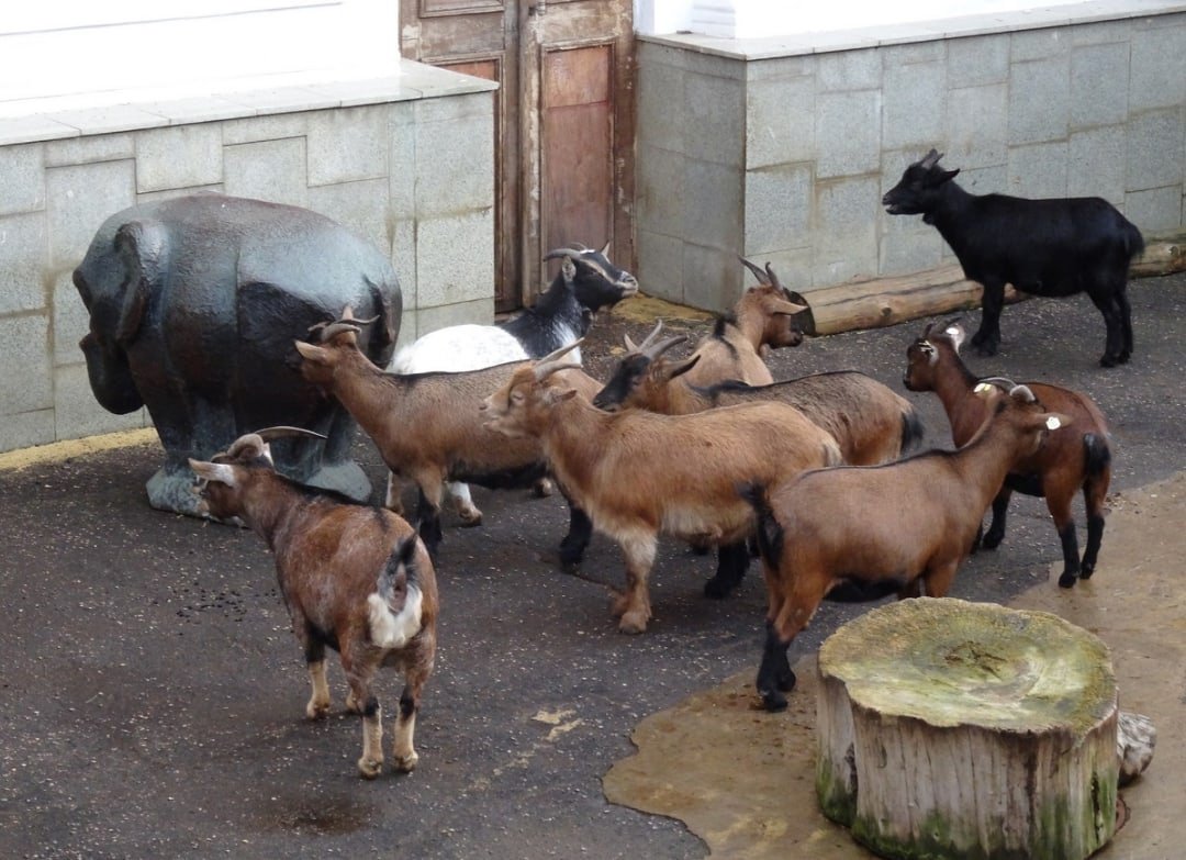 Коза пестрая