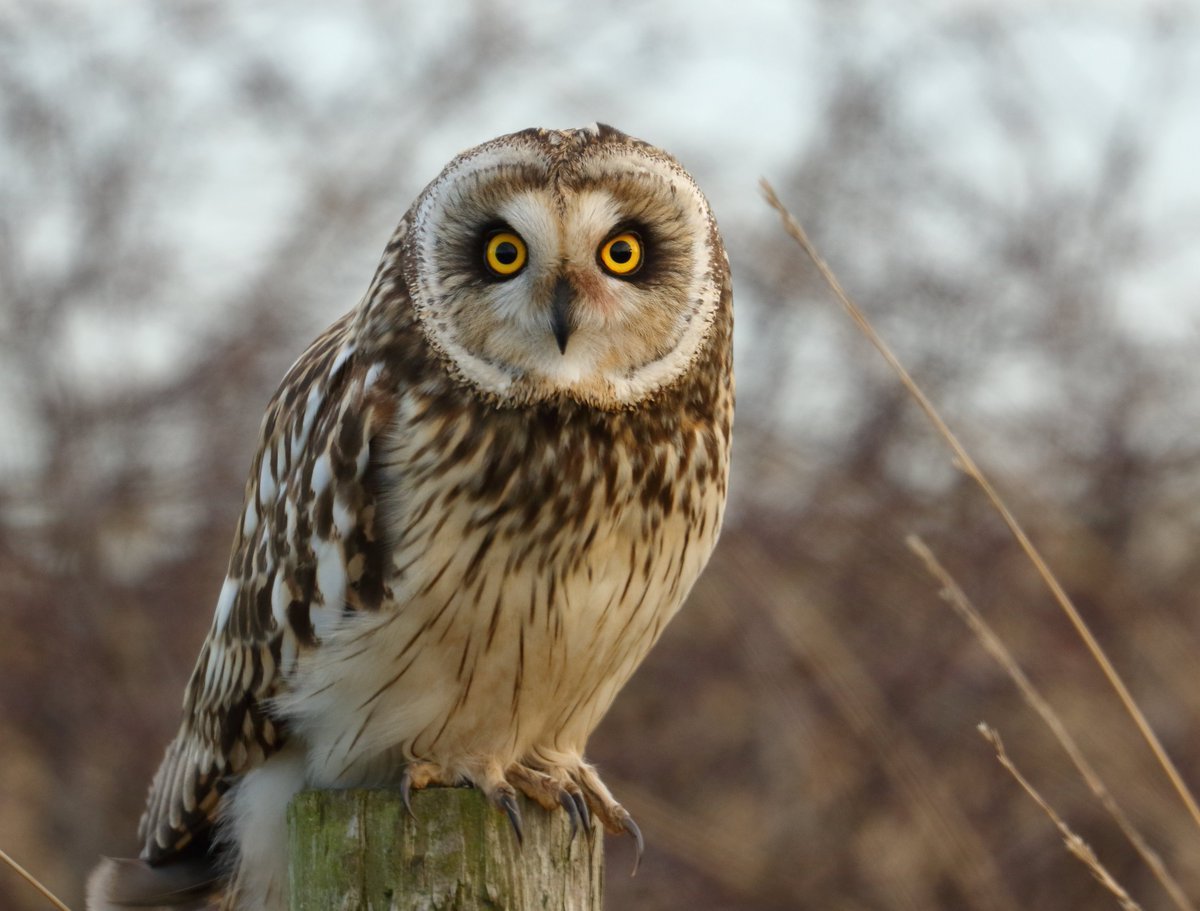 Боровая дичь тетерев
