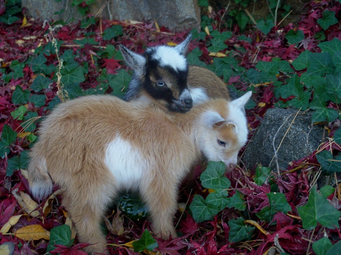 Полосатая коза