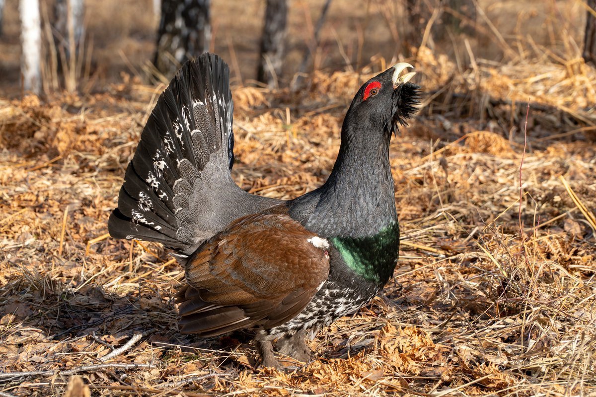 Скопа Тюменской области
