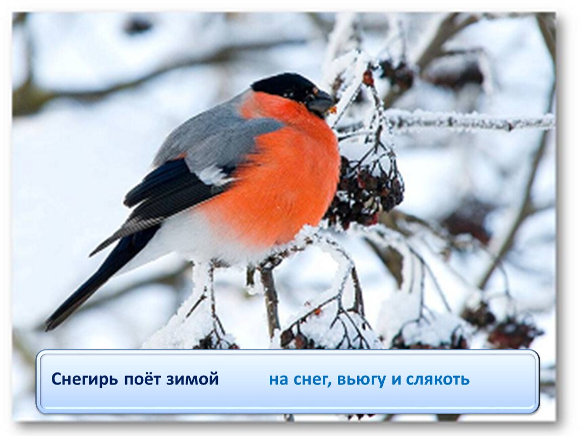 Птицы ХМАО Снегирь