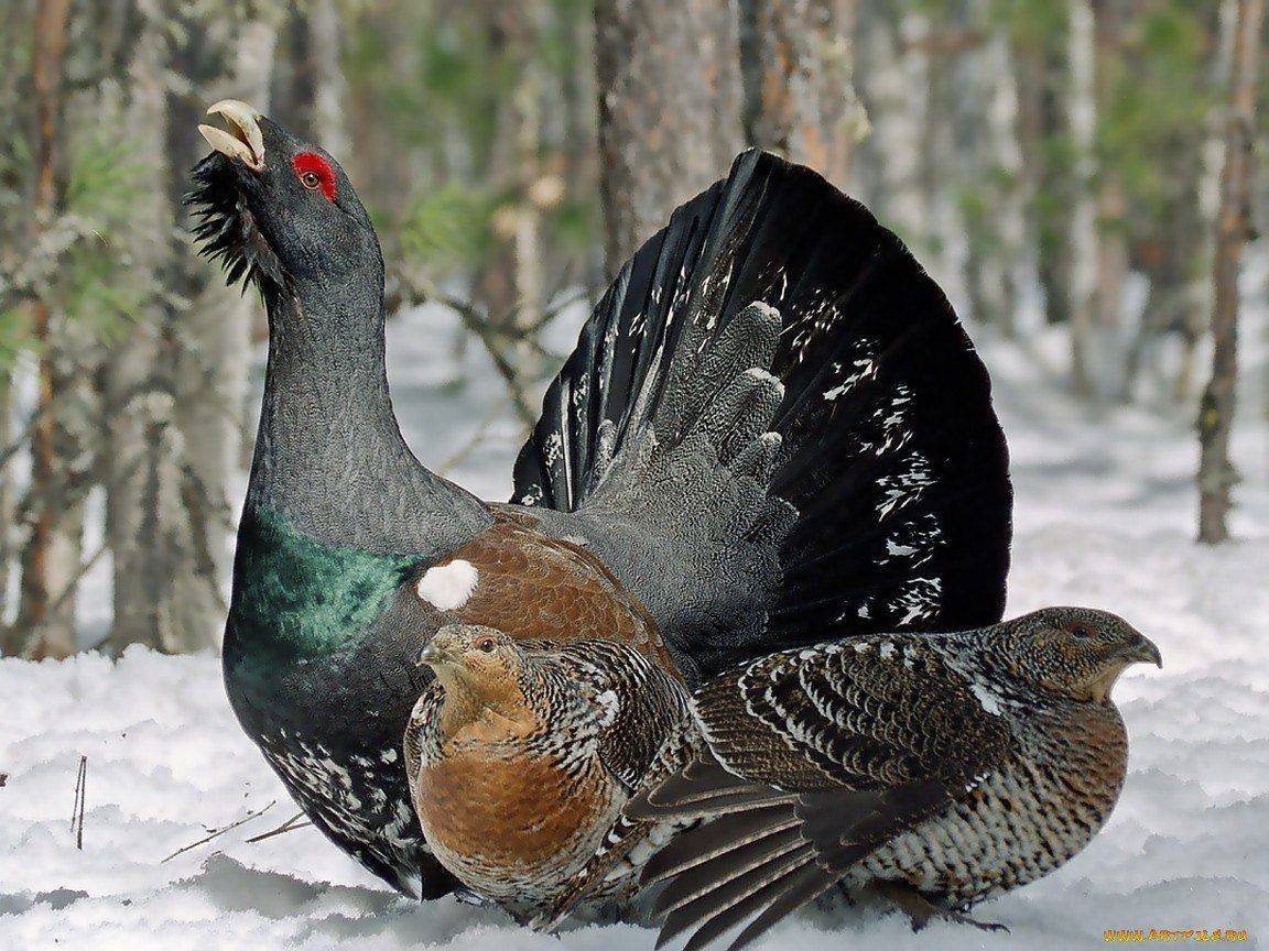 Дикий Гусь Селигер