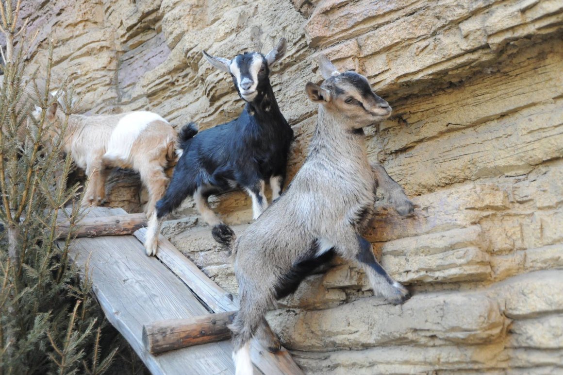 American Pygmy Goat