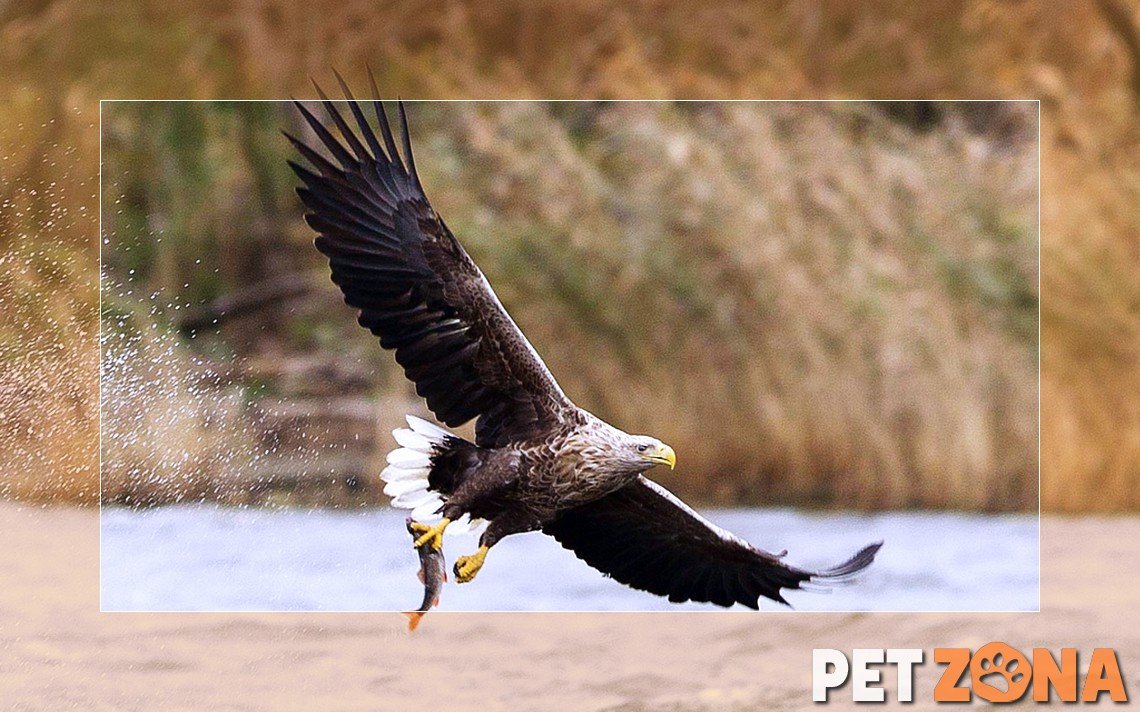 Хищные птицы коллаж