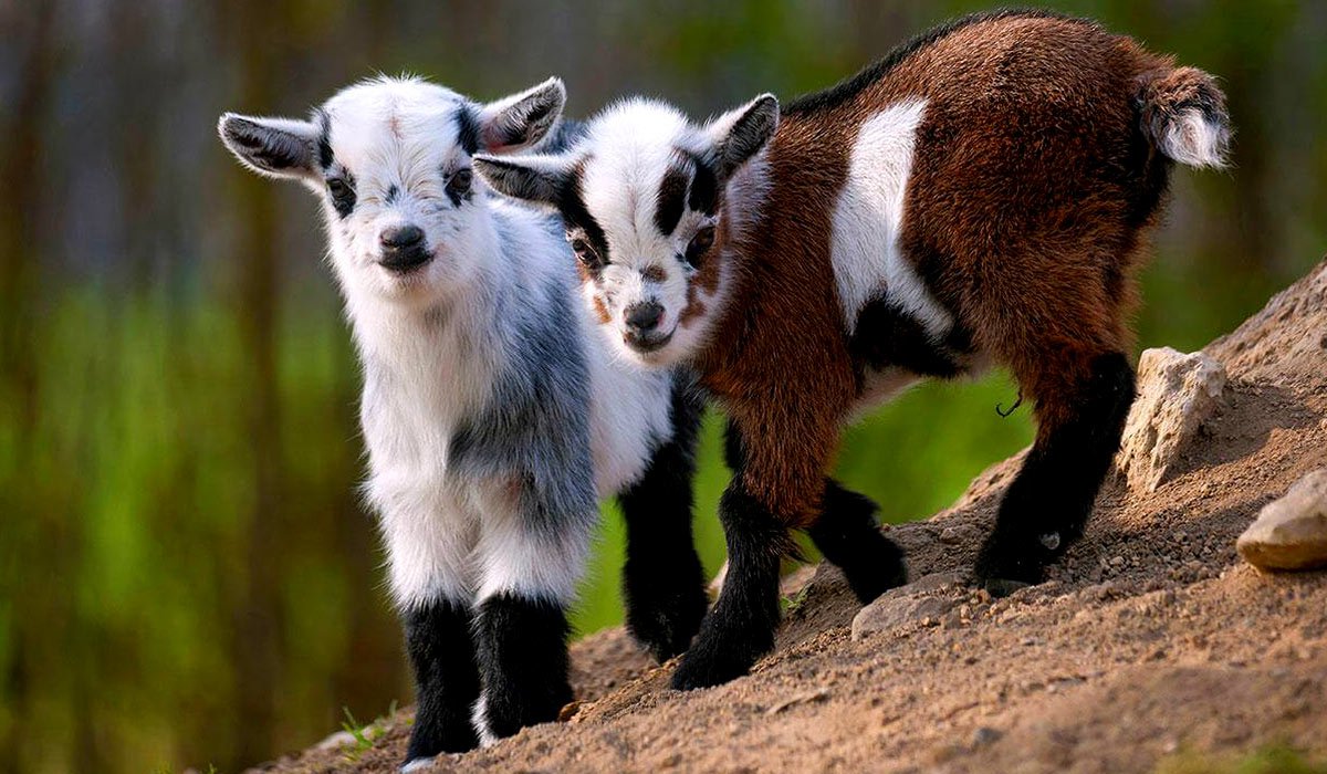 Коза Ульяновск