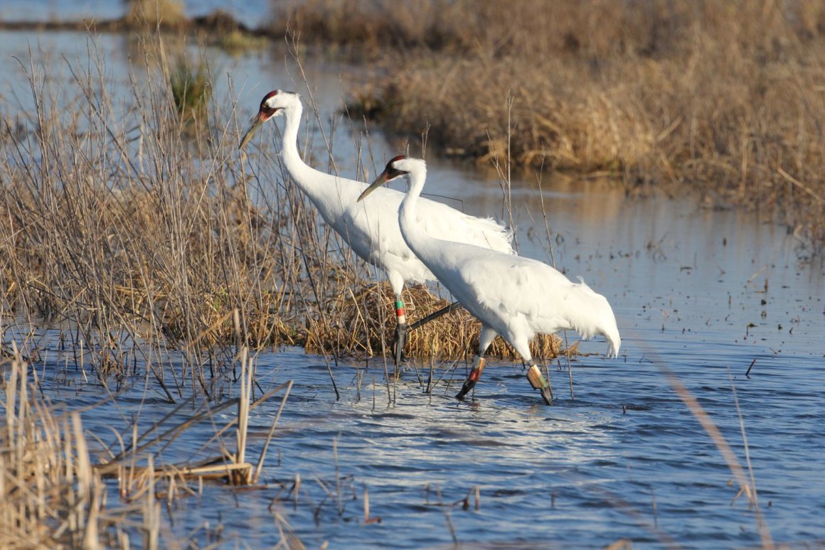 Птицы Переславля Залесского