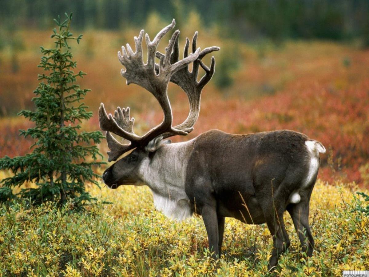 Птицы Сургута