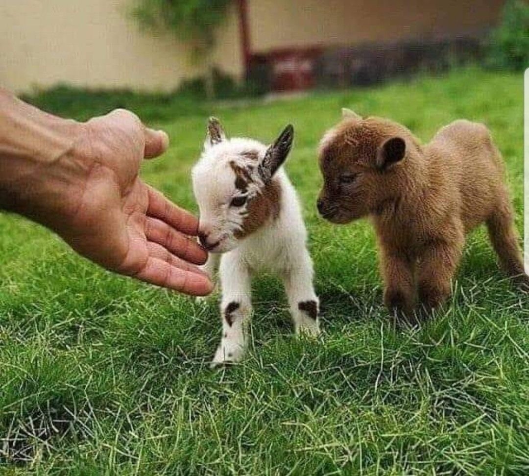 Порода коз Камерон