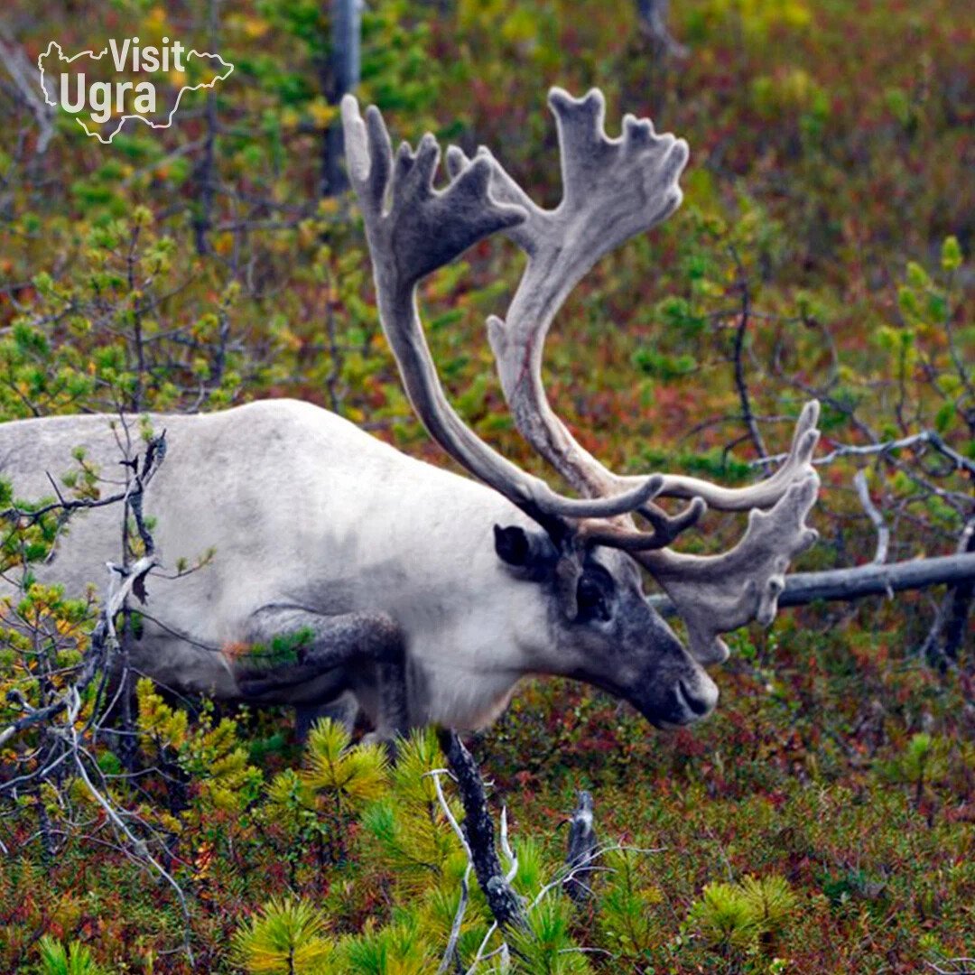 Лесная Юрок