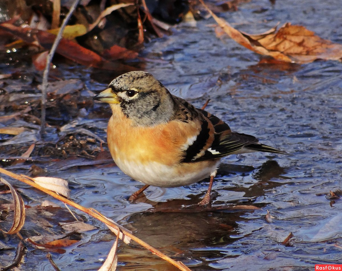 Серый сорокопут