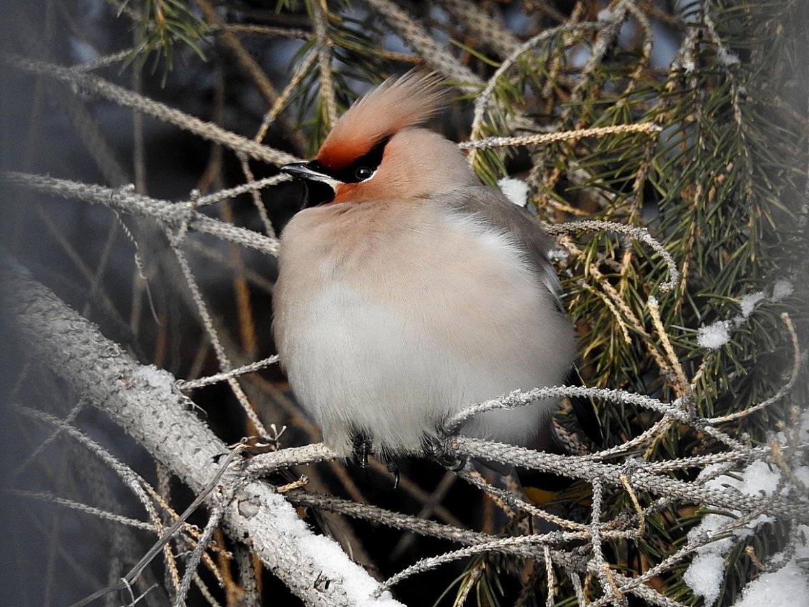 Птицы ХМАО свиристель