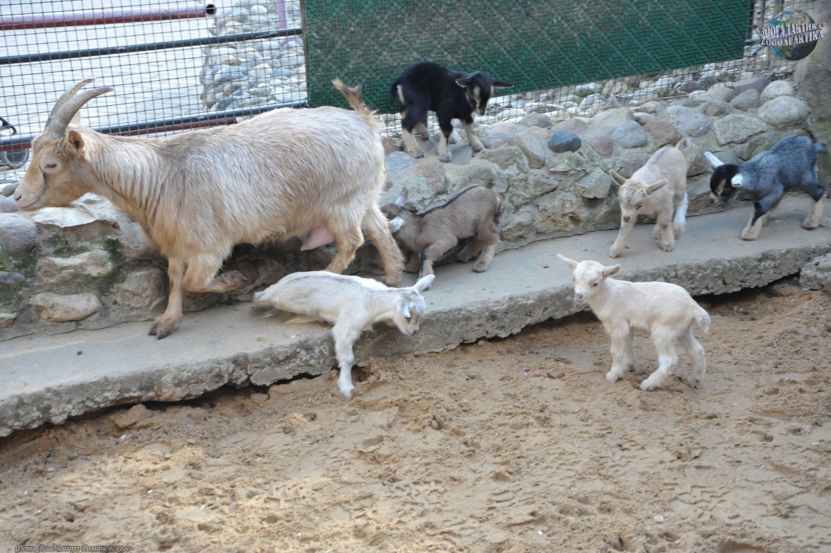 Молочная коза порода зааненская