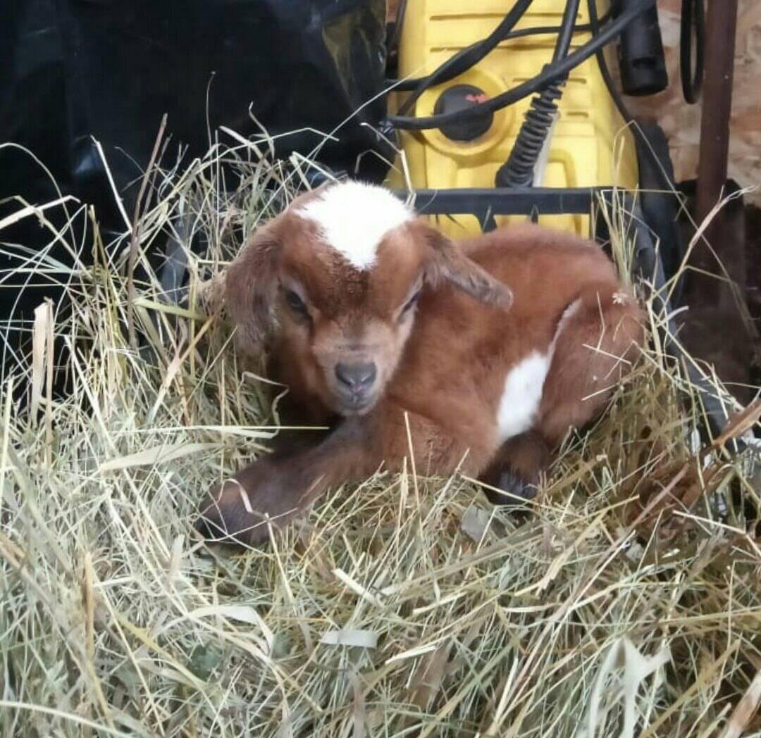 Камерунская коза черная