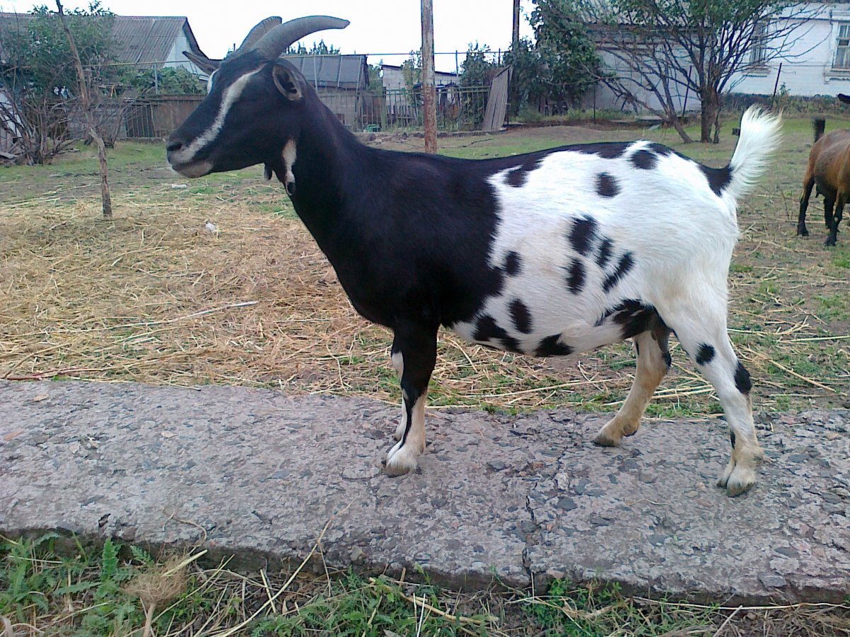 Камерунские козлята