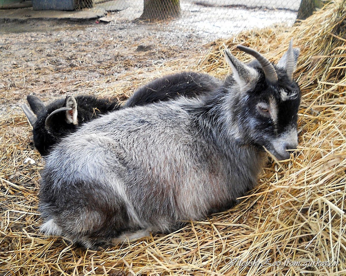 Мини козы камерунские