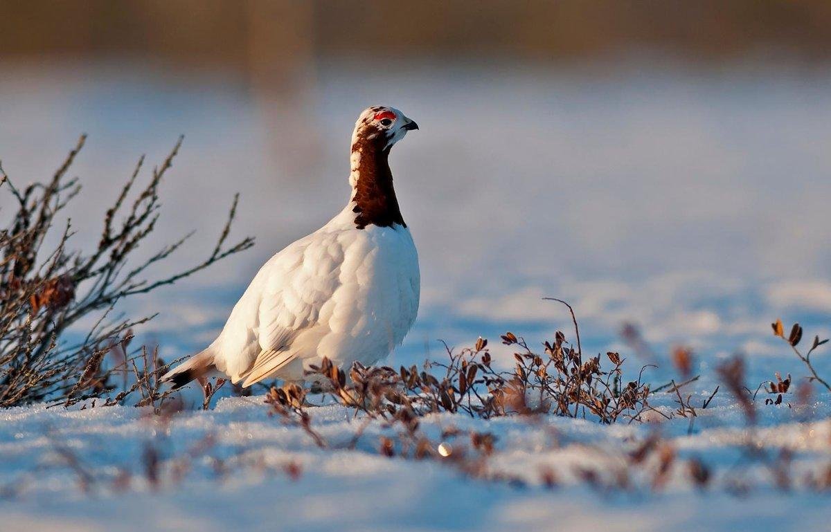 Ястреб Кречет