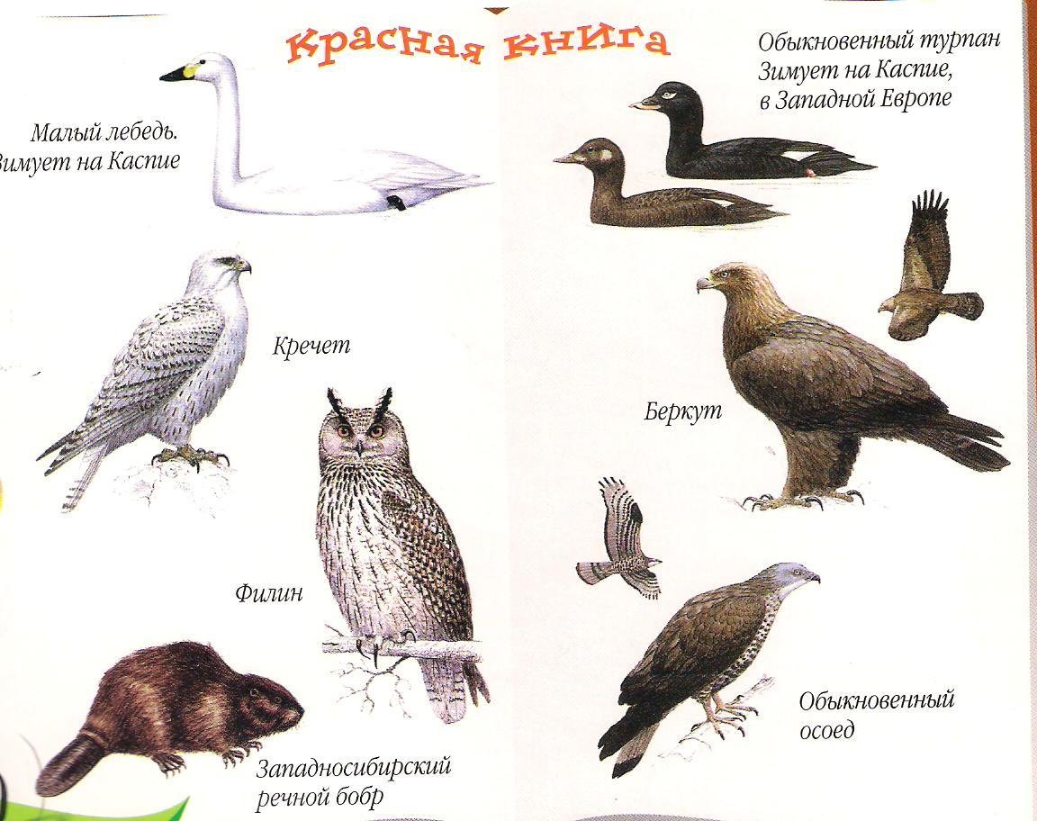 Свиристель зимующая птица