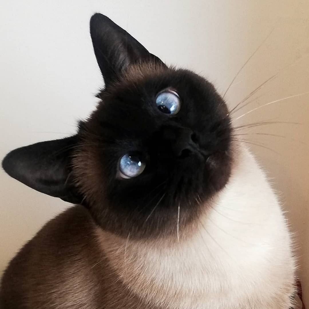 Косоглазый кот Сиам