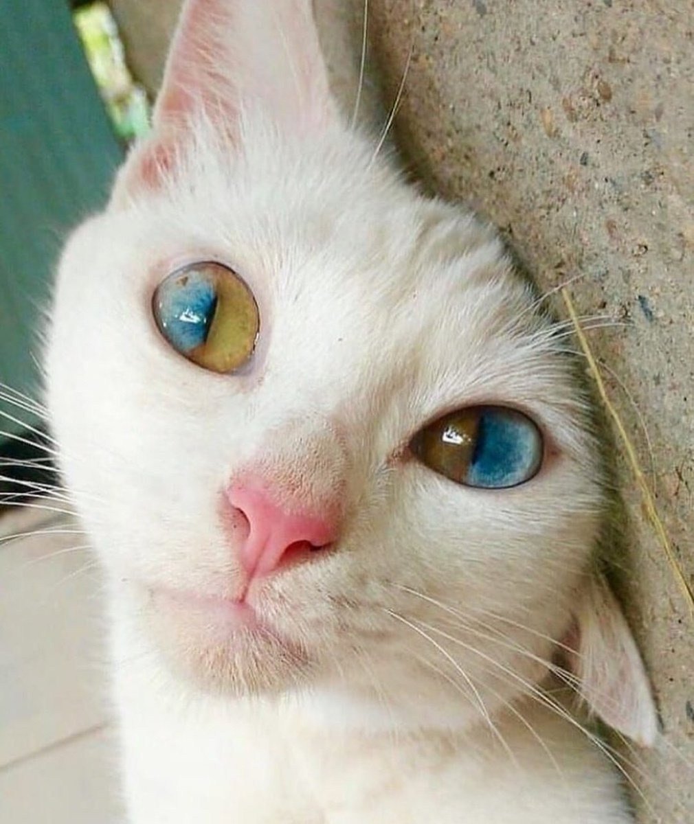 Охос азулес гетерохромия