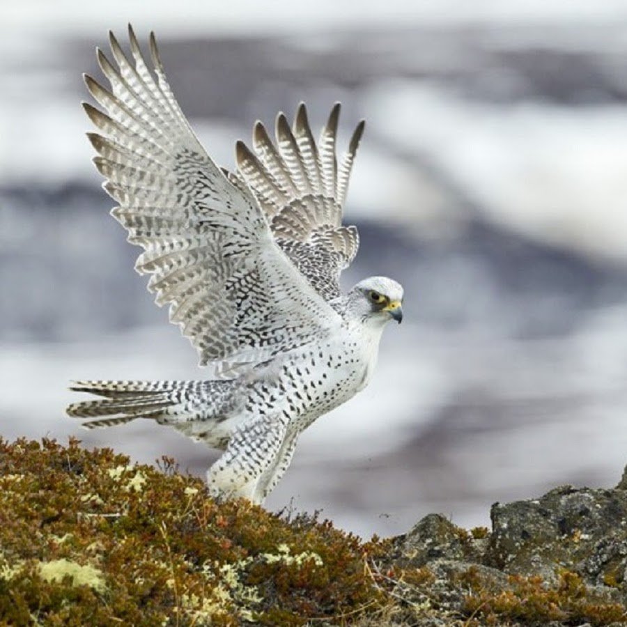 Степной Беркут