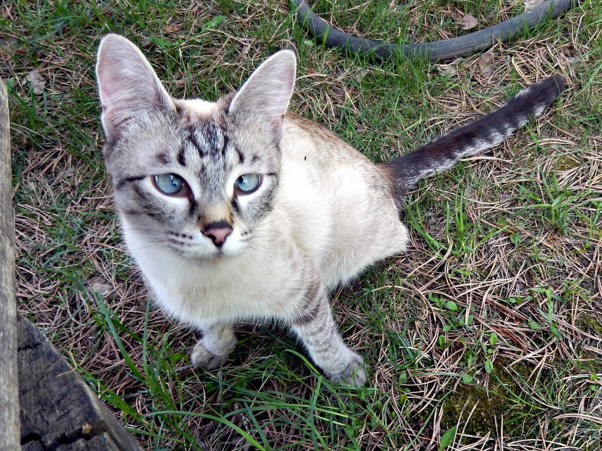 Ориентальная кобалинезийская кошкашка