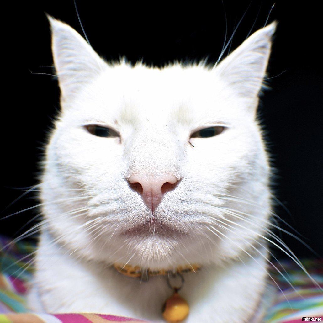 Кошка с узкими глазами