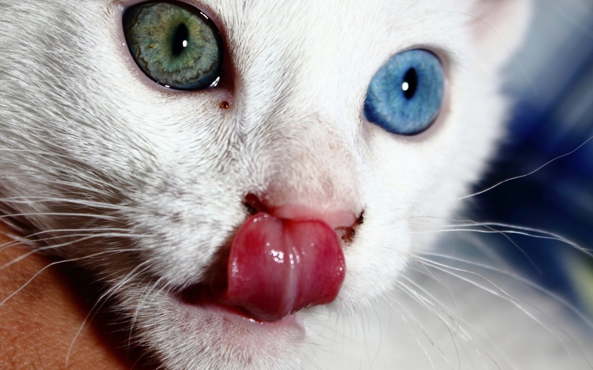 Животные с разными глазами