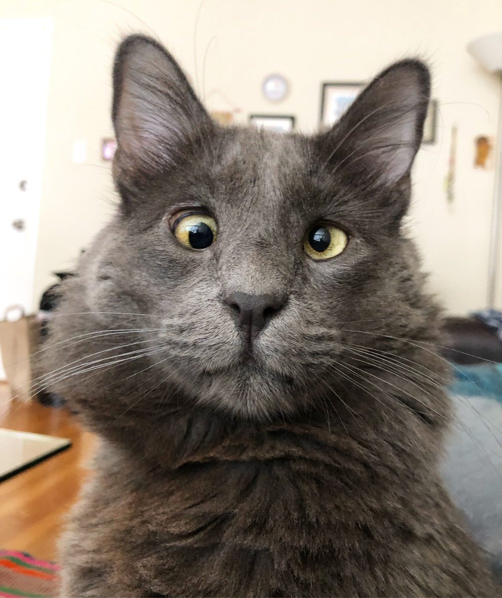 Кошка с косыми глазами