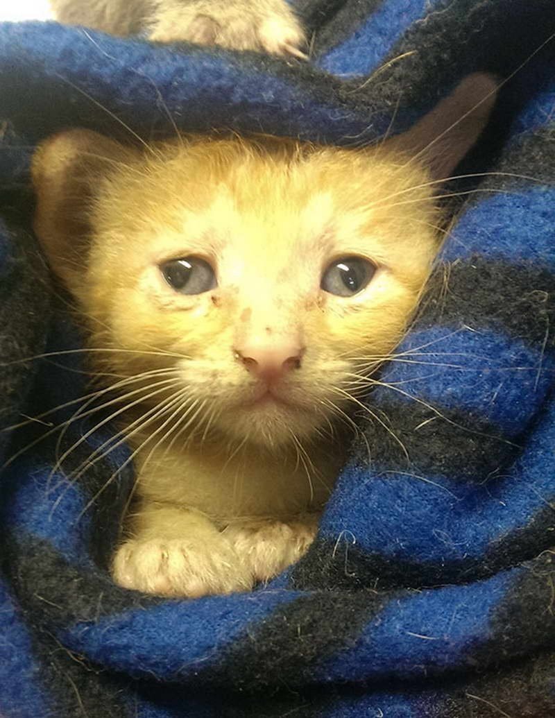 Косоглазый котенок